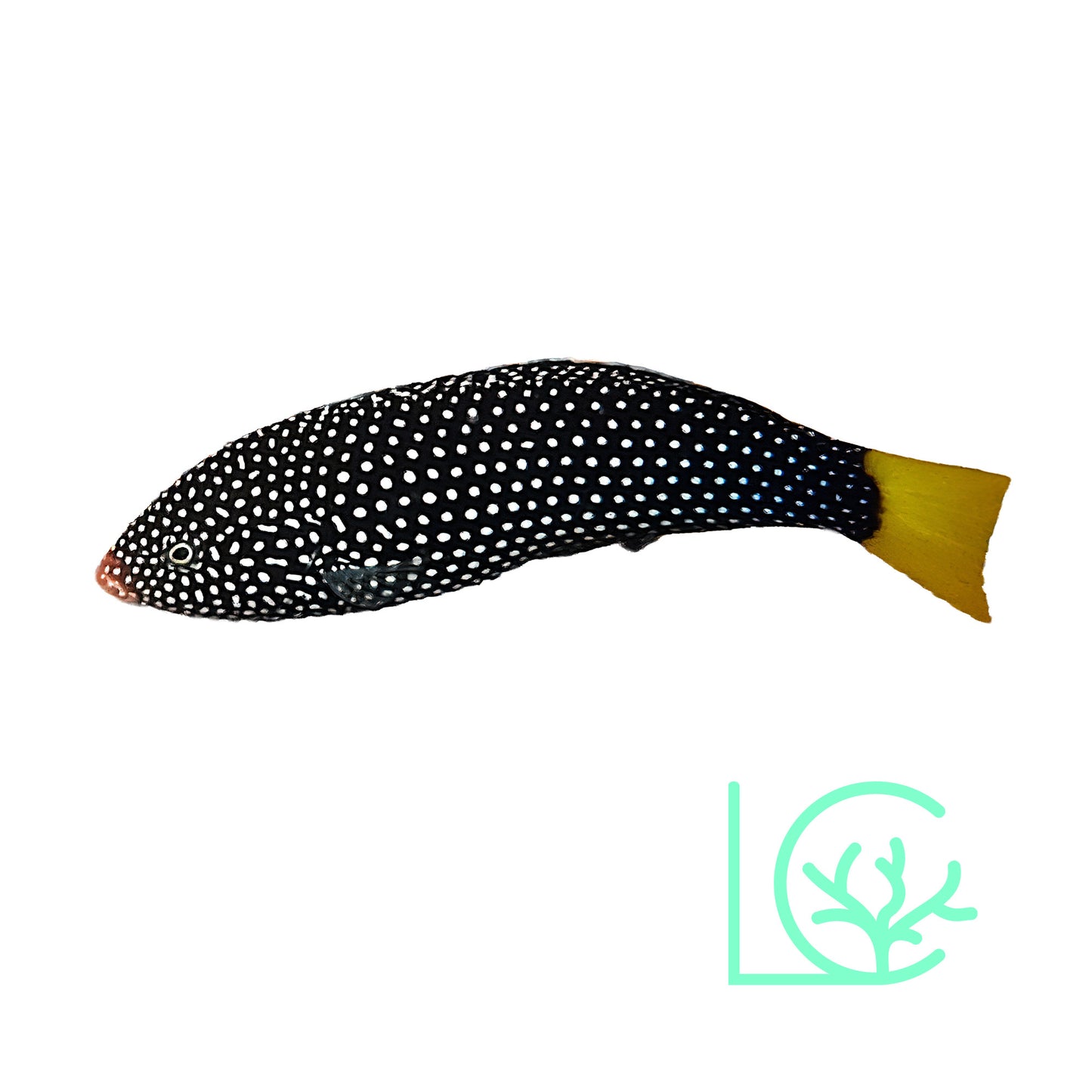 Yellowtail Wrasse