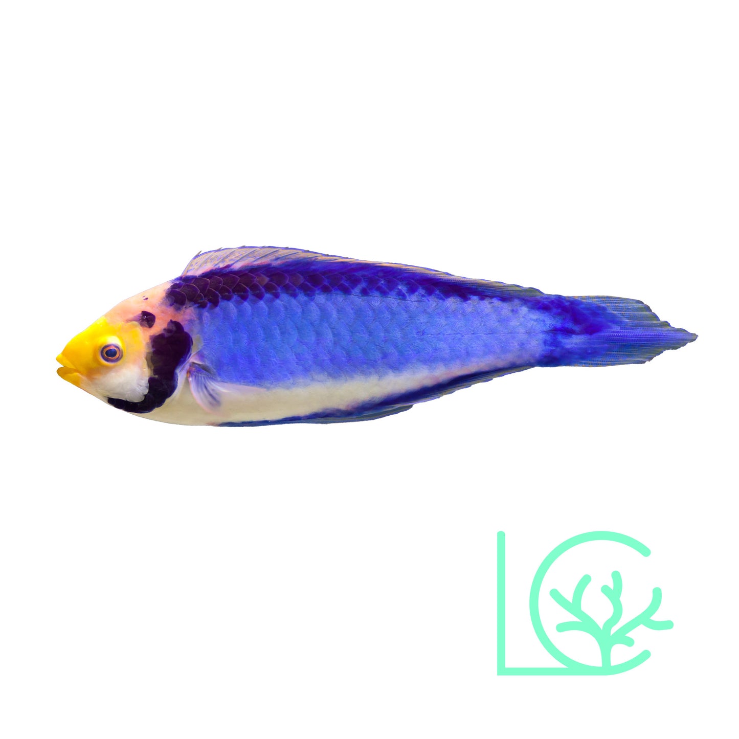Clown Fairy Wrasse