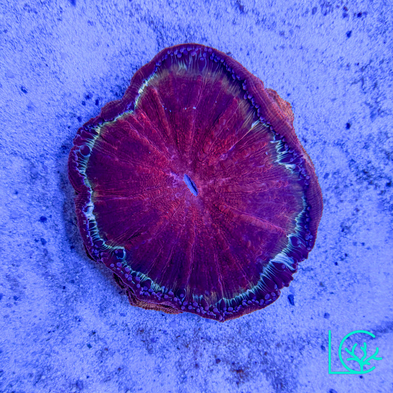 Crimson Acantho WYSIWYG