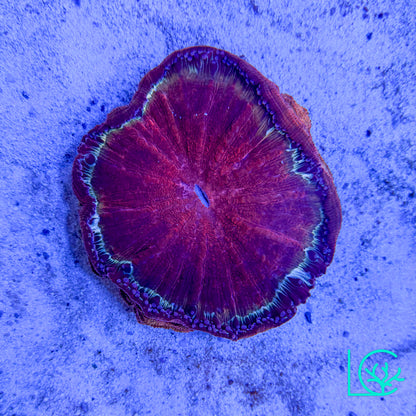 Crimson Acantho WYSIWYG