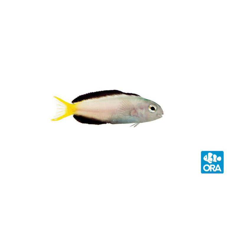 ORA Harptail Blenny