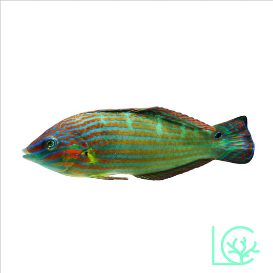 Melanurus Wrasse
