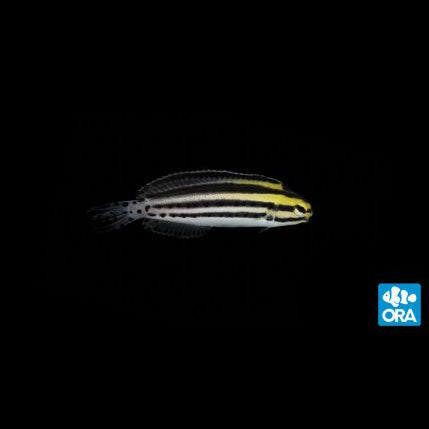 ORA Striped Blenny