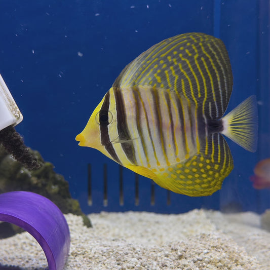 Desjardini Sailfin Tang WYSIWYG