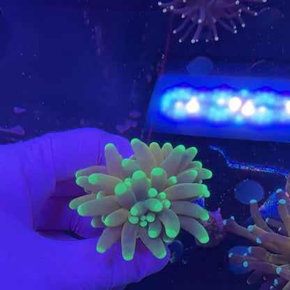 Tiger Torch V2 WYSIWYG