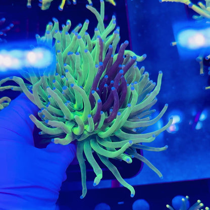 Grafted Torch WYSIWYG