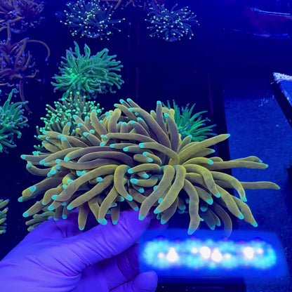 Banana Torch WYSIWYG