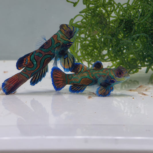 Biota Captive Bred Blue Mandarin Pair WYSIWYG