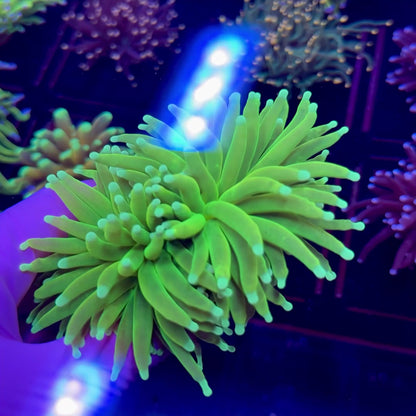 White Tip Holy Grail Torch WYSIWYG