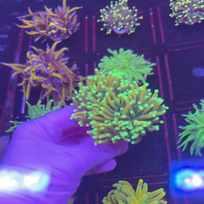 LC Master Torch WYSIWYG