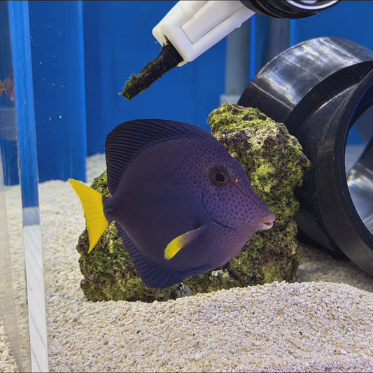 Purple Tang Large WYSIWYG