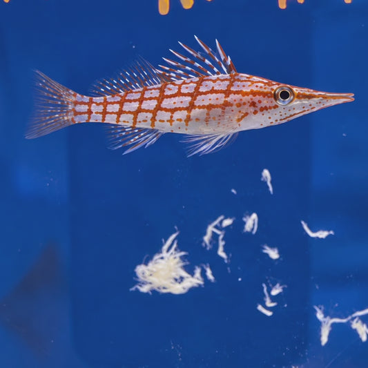 Longnose Hawkfish WYSIWYG
