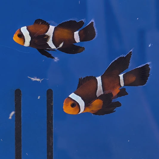 ORA Ocellaris Veilfin Clownfish Pair WYSIWYG