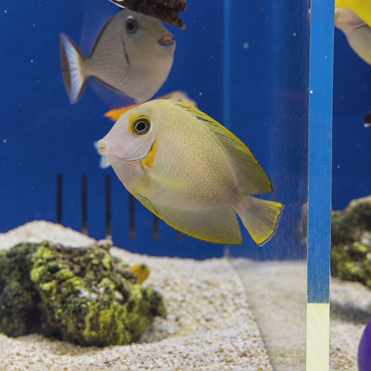 Mimic Half Black Tang WYSIWYG