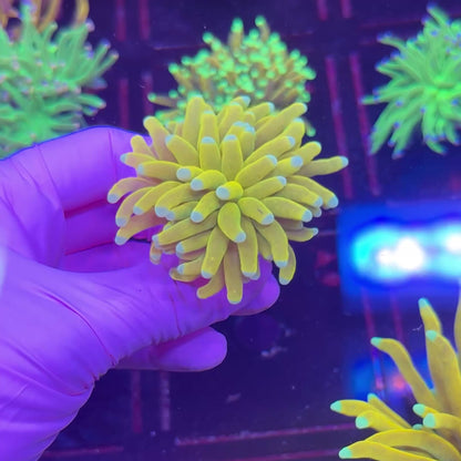 Banana Torch WYSIWYG