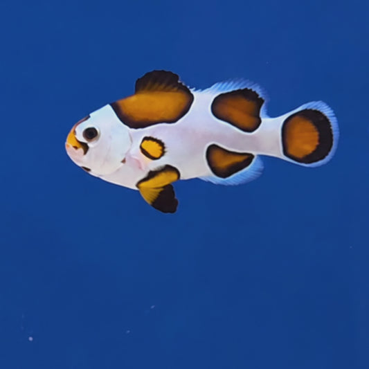 Orange Storm Clownfish WYSIWYG