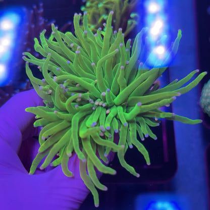 Pink Tip Joker Torch WYSIWYG