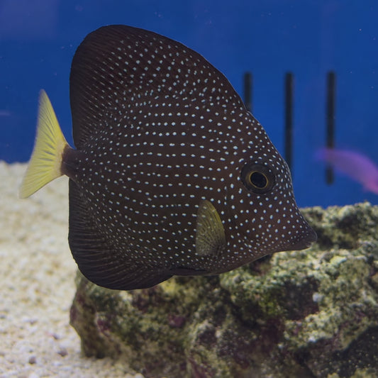 Gem Tang WYSIWYG