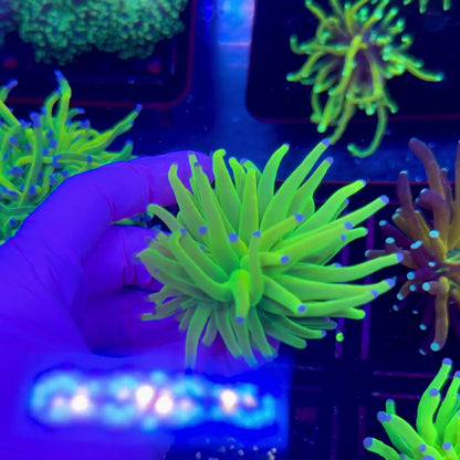 Holy Grail Torch WYSIWYG