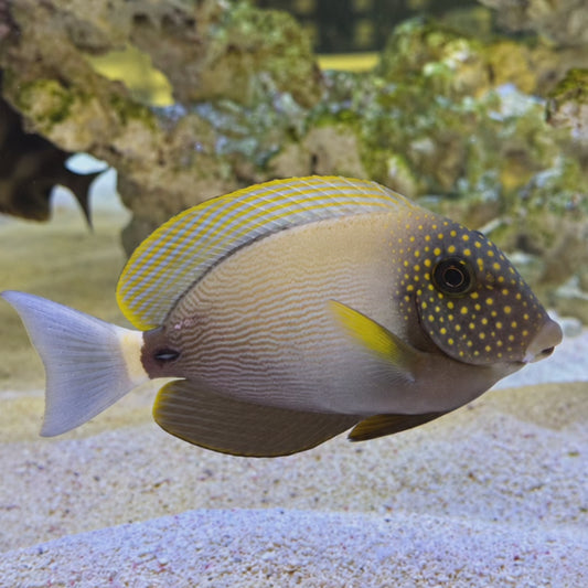 Freckled Tang WYSIWYG