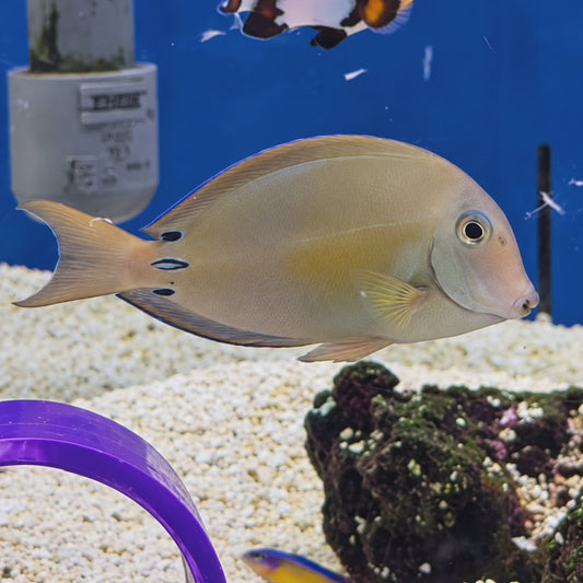 Lavender Tang WYSIWYG