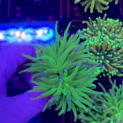 Todd's Torch WYSIWYG