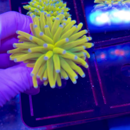 Banana Torch WYSIWYG