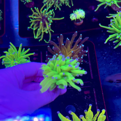 Holy Grail Torch WYSIWYG