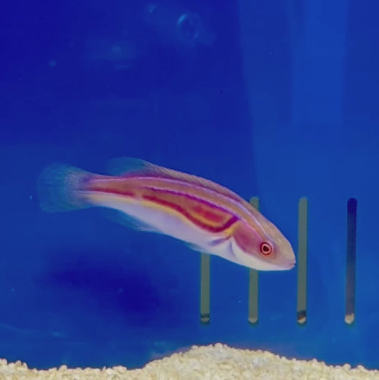 Laboute's Fairy Wrasse Male - Large WYSIWYG