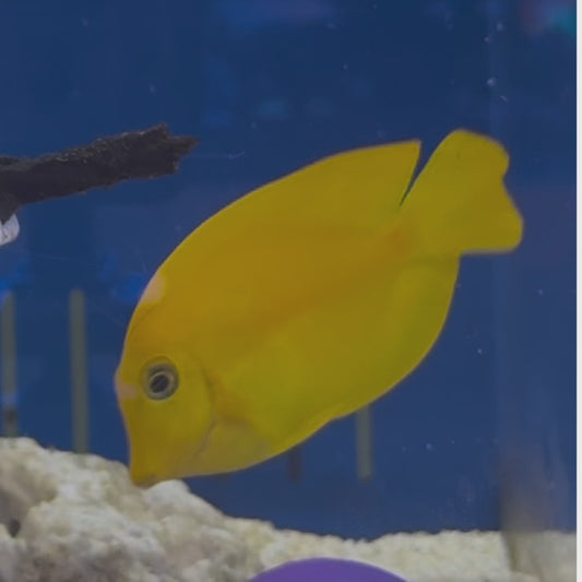 Lemon Mimic Tang Medium WYSIWYG