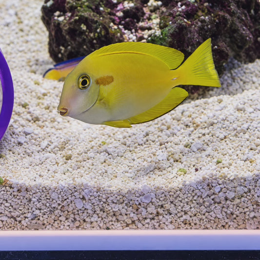 Orange Shoulder Tang Large WYSIWYG