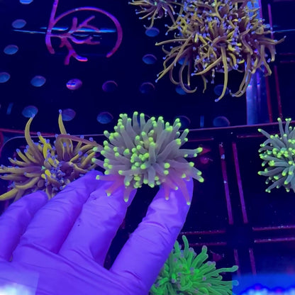 Yellow Tip Joker Torch WYSIWYG