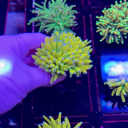 Banana Torch WYSIWYG