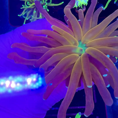 Tiger Torch V2 WYSIWYG