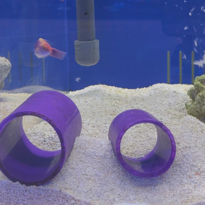 Multicolor Lubbock's Fairy Wrasse