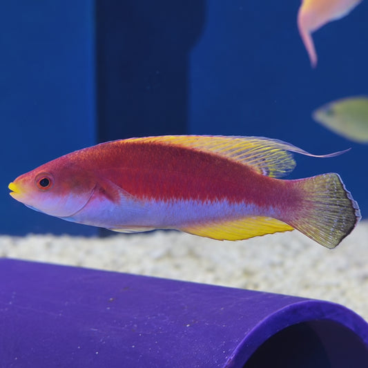 Whip Fin Fairy Wrasse WYSIWYG