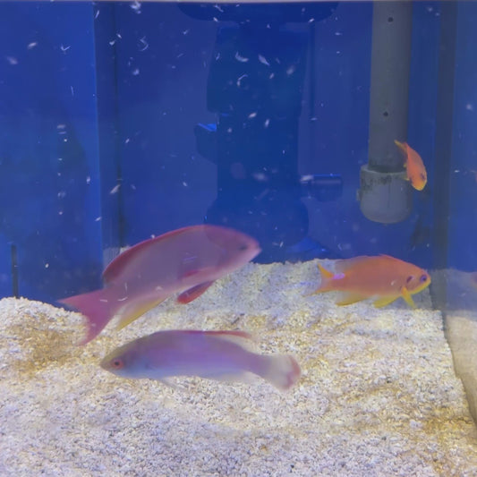 Pink Margin Fairy Wrasse Male