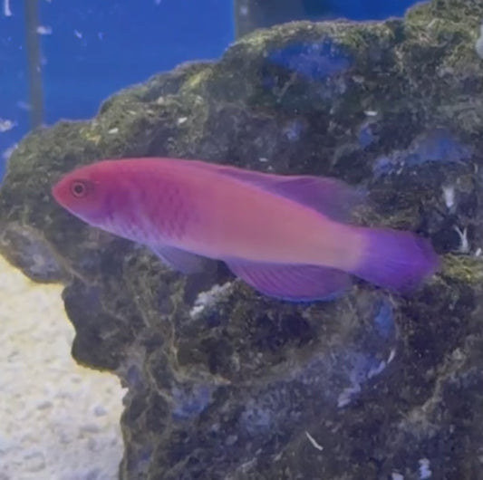 Red Velvet Fairy Wrasse - Small Male WYSIWYG