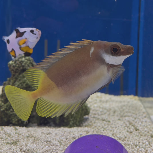 Bicolor Foxface WYSIWYG