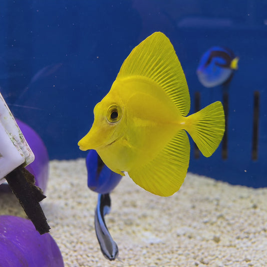 Biota Yellow Tang WYSIWYG