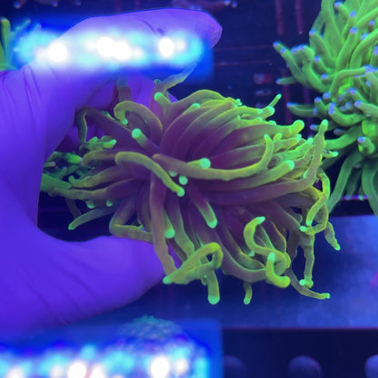 LC Hellfire Torch WYSIWYG