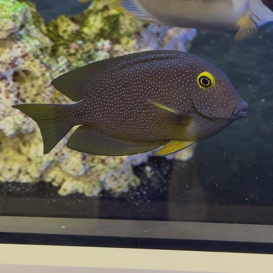 Yellow Eyed Spotted Kole Tang WYSIWYG