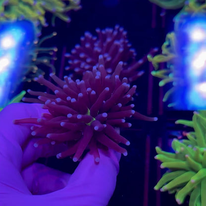 Blue Tip Joker Torch WYSIWYG