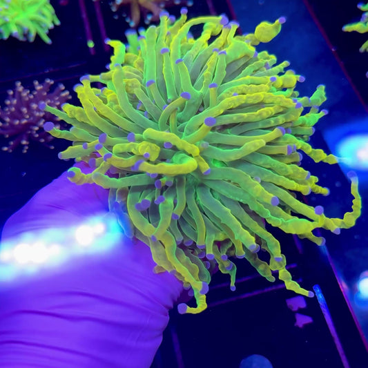 CC 24k Mancini Holy Grail Torch WYSIWYG