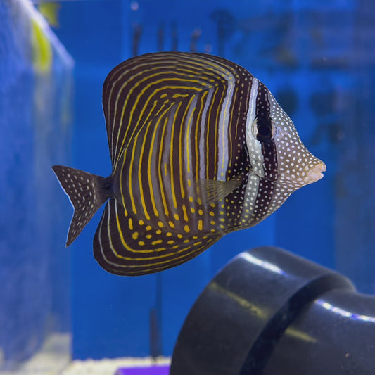 Desjardini Sailfin Tang WYSIWYG
