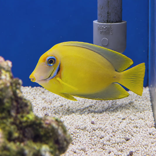 Lemon Peel Mimic Tang WYSIWYG