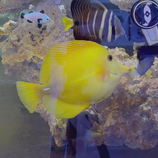 Yellow Scopas Hybrid Tang XL WYSIWYG