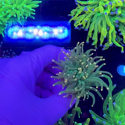 LC Peach Passion Torch WYSIWYG