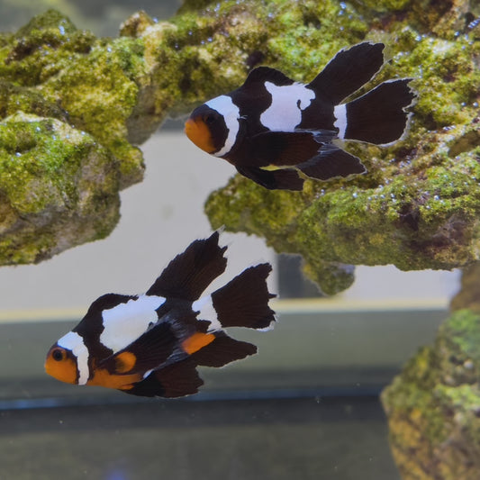 ORA Snowflake Veilfin Clownfish Pair WYSIWYG
