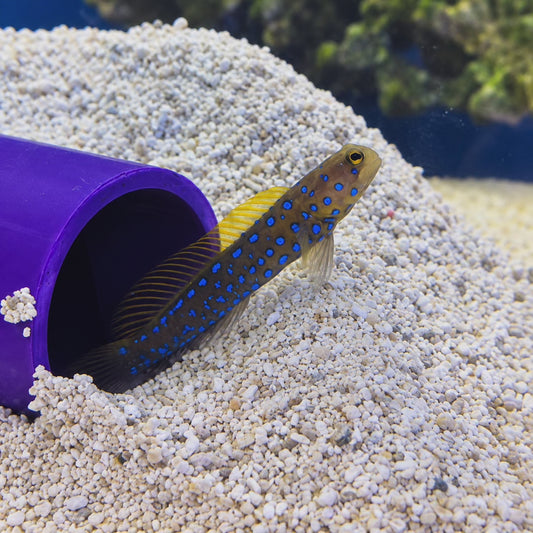 Blue Dot Jawfish WYSIWYG